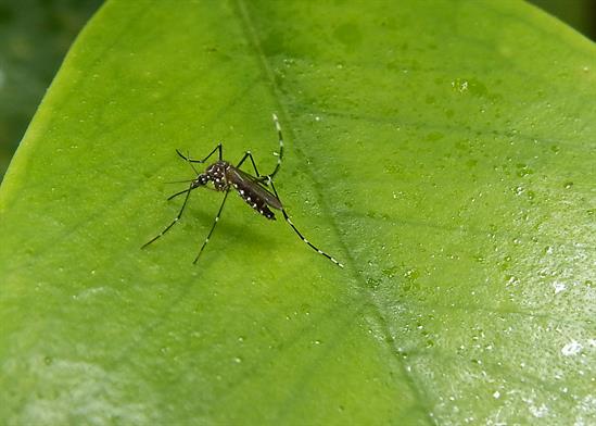 Aedes aegypti (c) Ian Jabobs