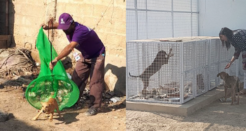 Rabies_Karachi_illustration