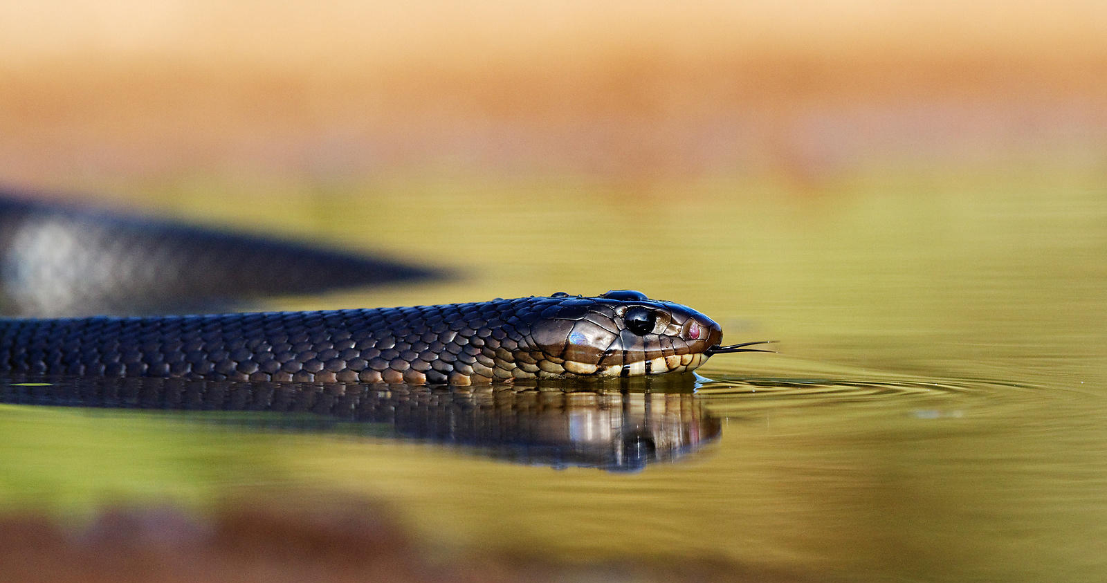 kerala-state-flood-Snakebite-swim