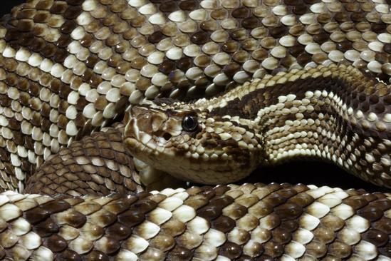 DJWilliams_2006_Crotalus-durissus_South_America