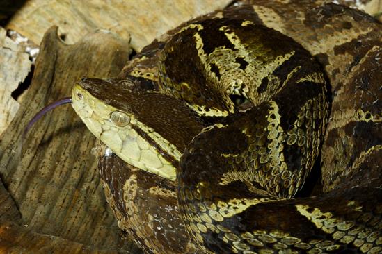 DJWilliams_2009_Bothrops-asper_Costa-Rica