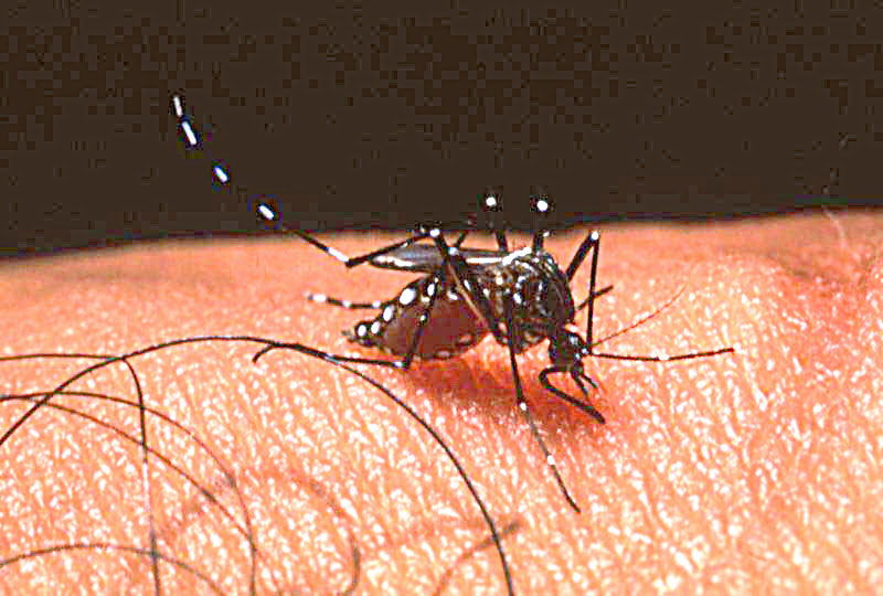 Aedes aegypti adult female mosquito taking a blood meal on human skin
